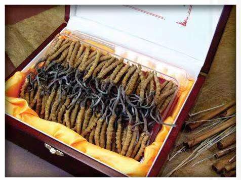 雁峰冬虫夏草回收